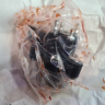 519000376 Насос масляный Ski-Doo OIL PUMP 519000281 519000254 519000240 519000305 519000323